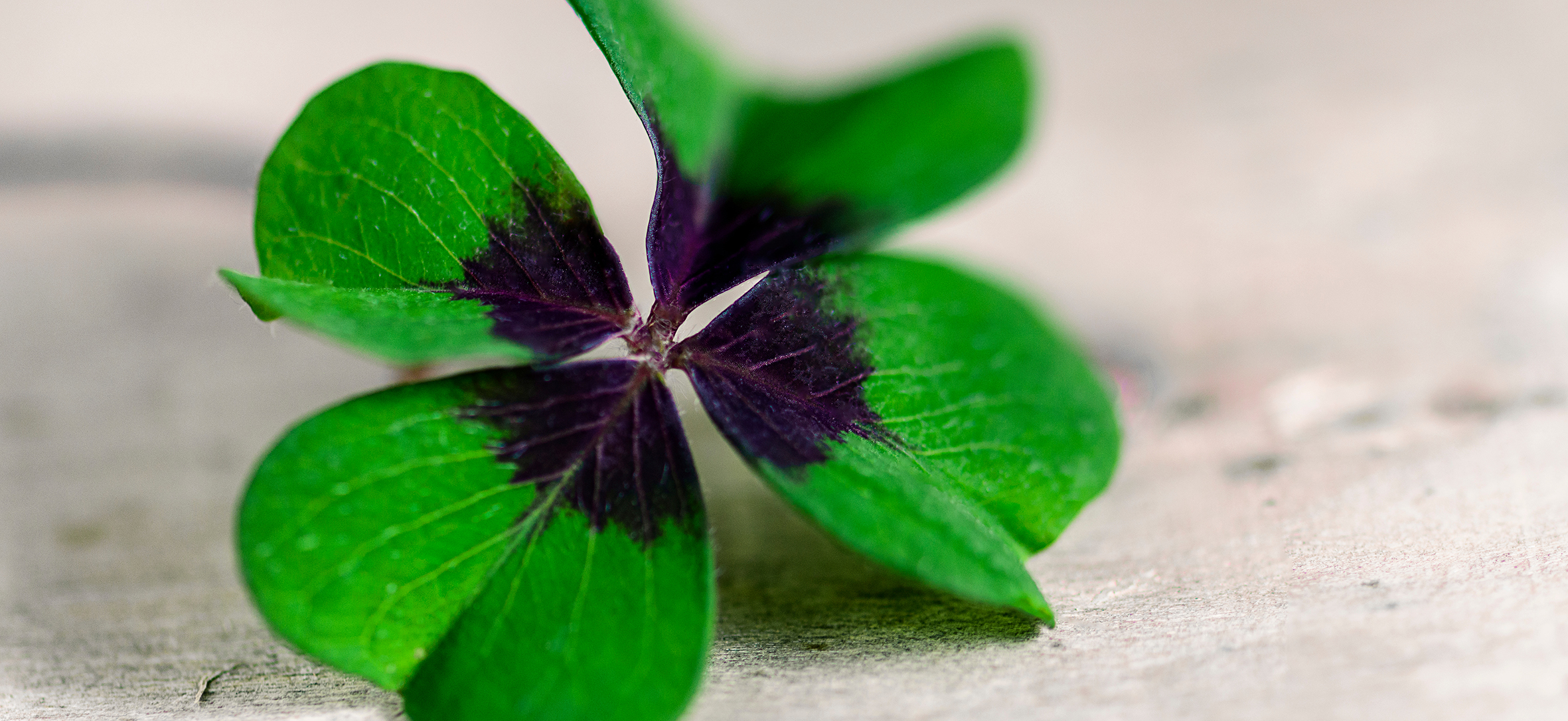 4 Leaf Clover Lucky Meaning