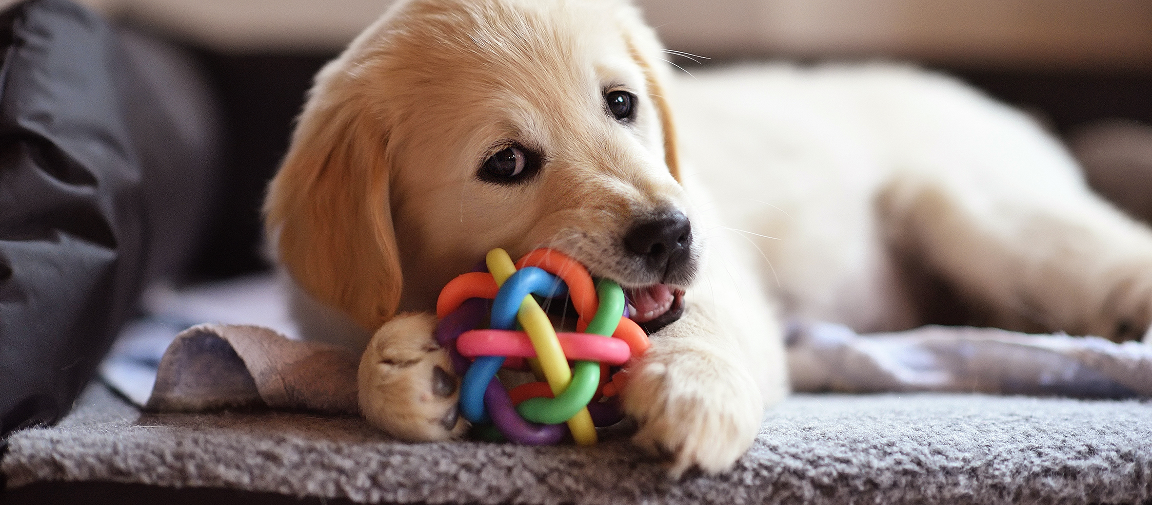 All About Toy Safety and Your New Puppy – Cooper Pet Care