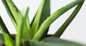 aloe vera