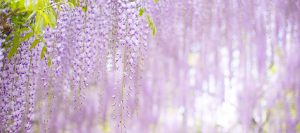 growing wisteria