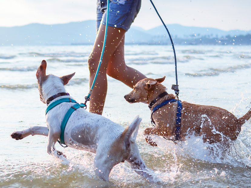 coastal dog walks