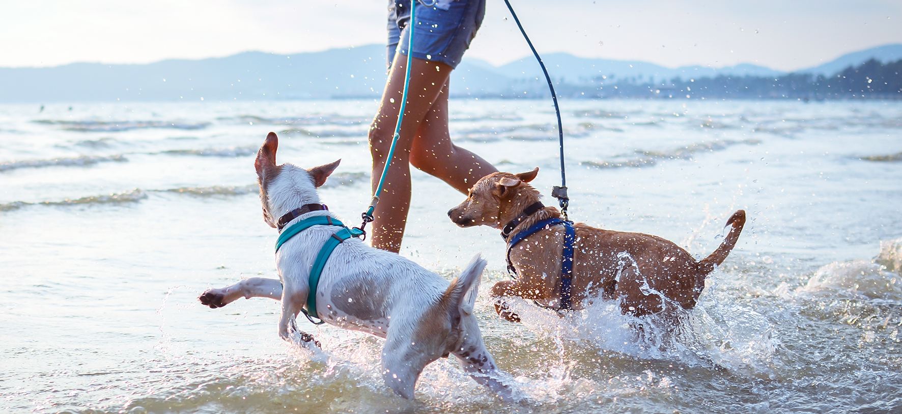 coastal dog walks