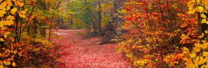 Leaf-Peeping