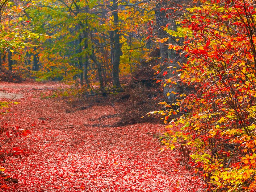 Leaf-Peeping