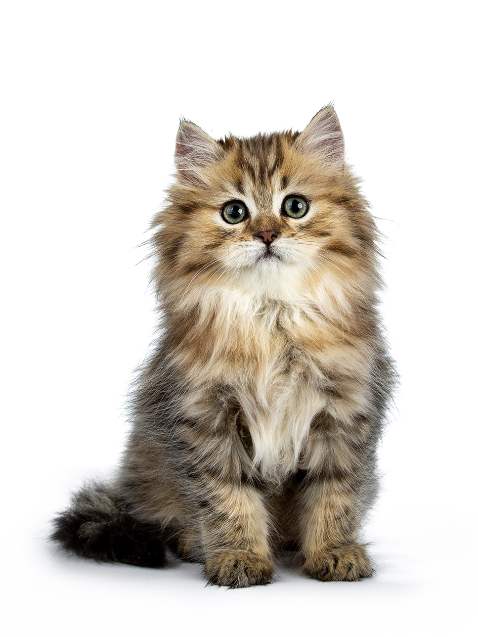 The Kitten Care Guide: Top Tips For New Pet Owners - Ravish Magazine