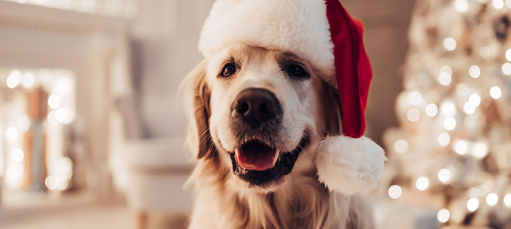 Top Tips on Taking Your Dog Away With You This Christmas Ravish Magazine