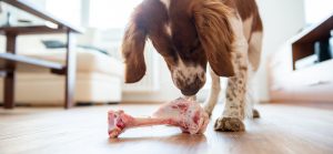 Raw Bones for Dogs