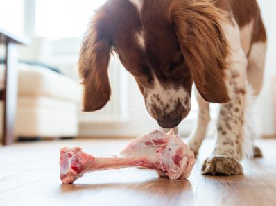 Raw Bones for Dogs