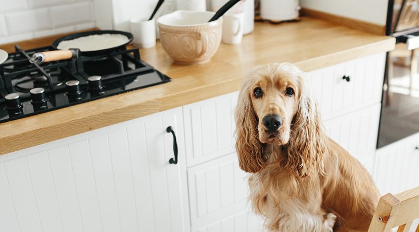 Cooking for Dogs