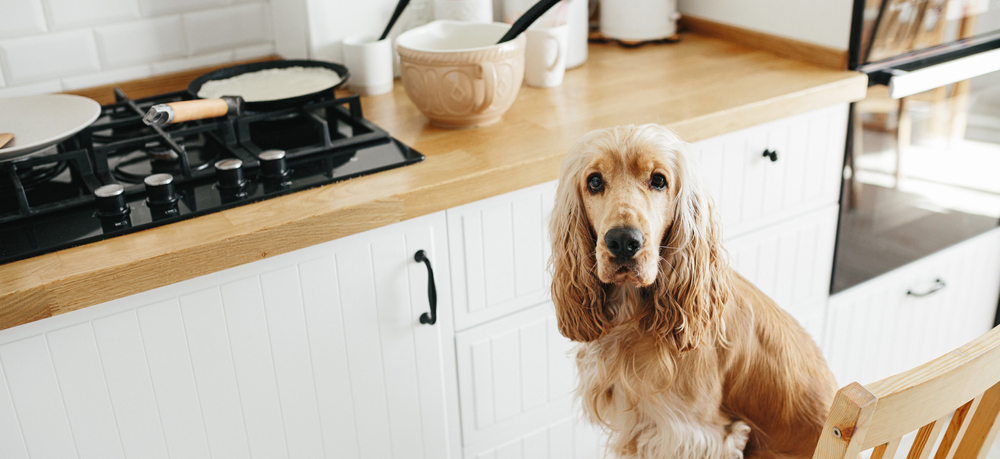 Cooking for Dogs