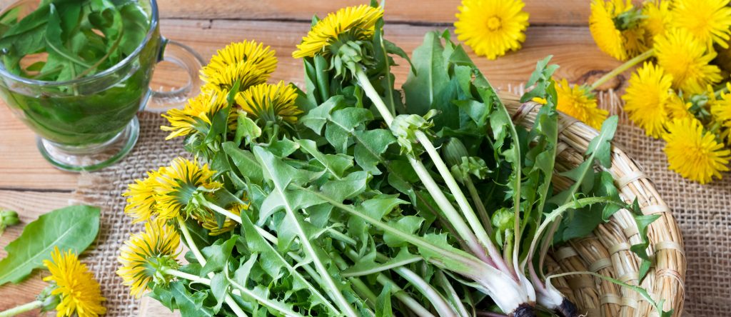 Explore Nature’s Pantry: Expert tips for Spring foraging and superfood ...