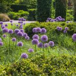 The Magical World of Evergreen Trees – How They Stay Green All Year Long