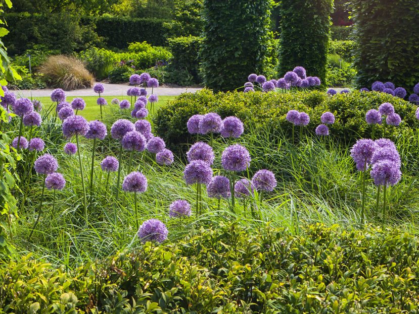 5 Summer U.S. Gardens