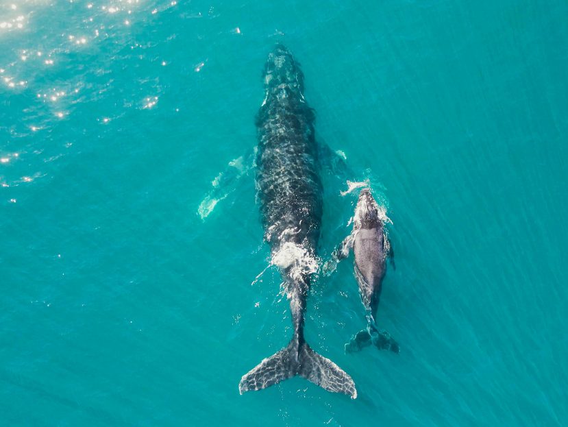 exploring the ocean