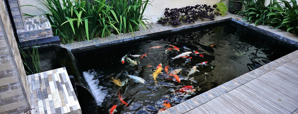 Building The Perfect Habitat For Koi