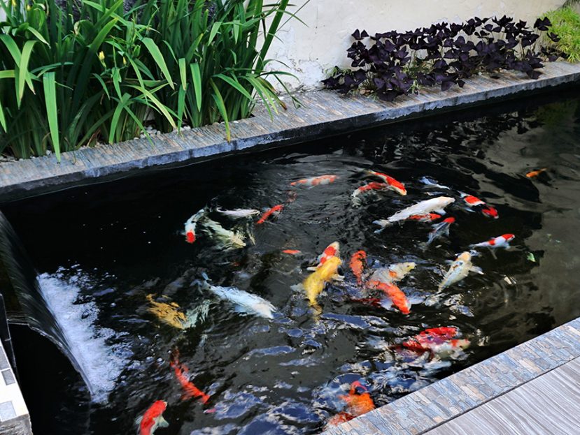 Building The Perfect Habitat For Koi