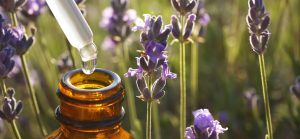 Lavender Oil For Anxiety