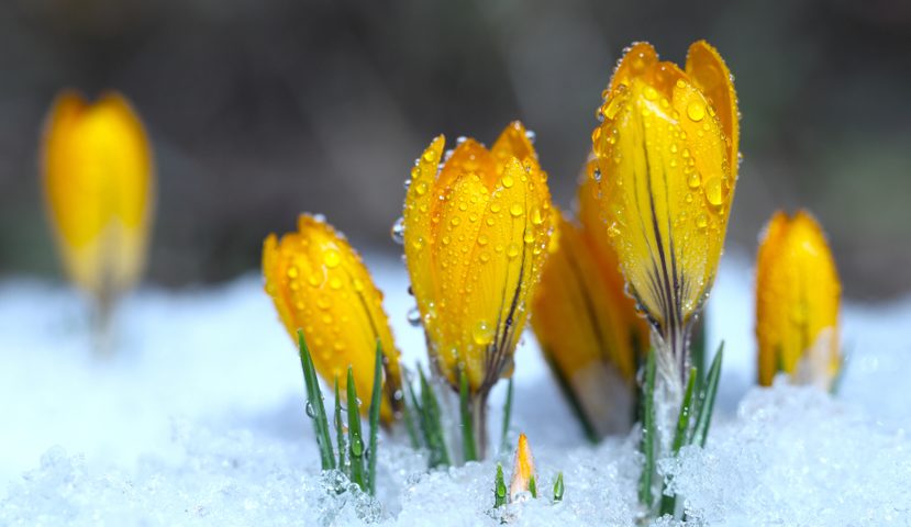 prepare your garden for winter