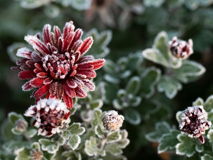 winter gardening tips