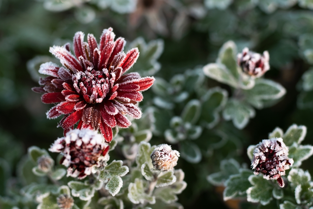 winter gardening tips