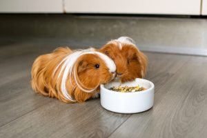 Guinea Pigs