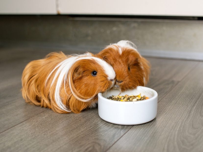 Guinea Pigs