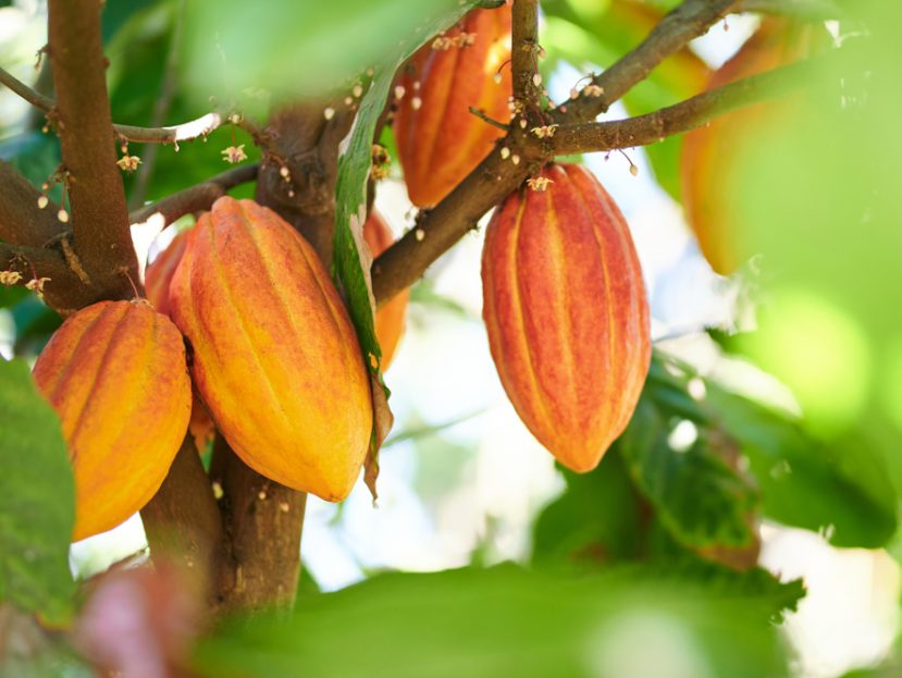 wellbeing effects of Cacao