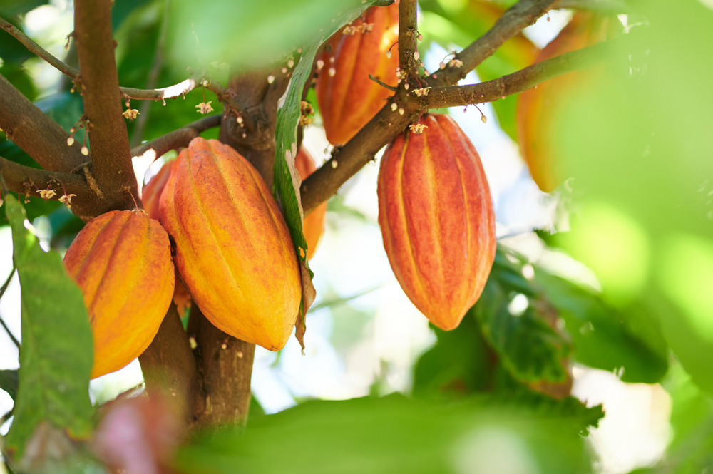 wellbeing effects of Cacao