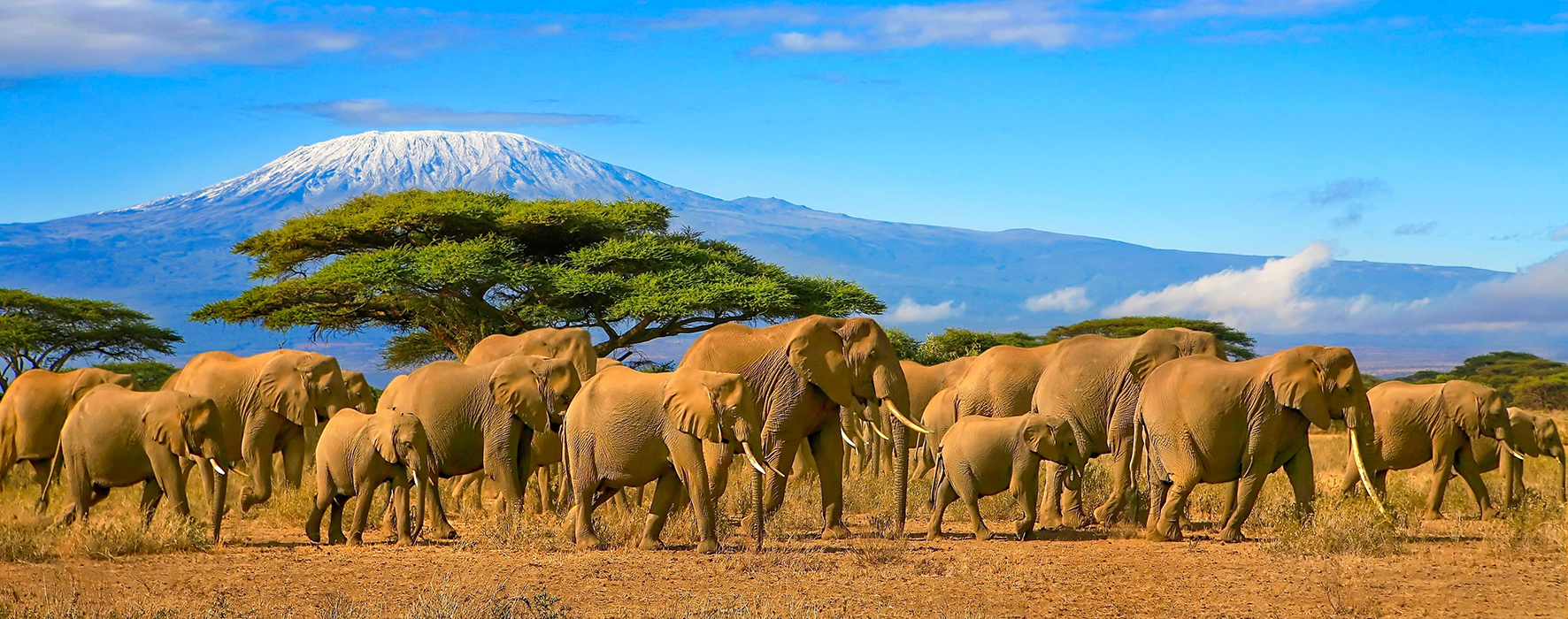 Kilimanjaro