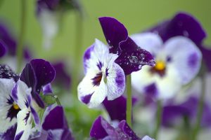 Winter pansies