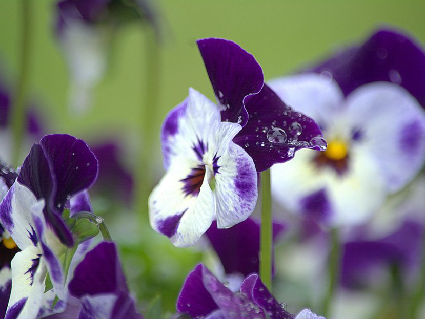 Winter pansies