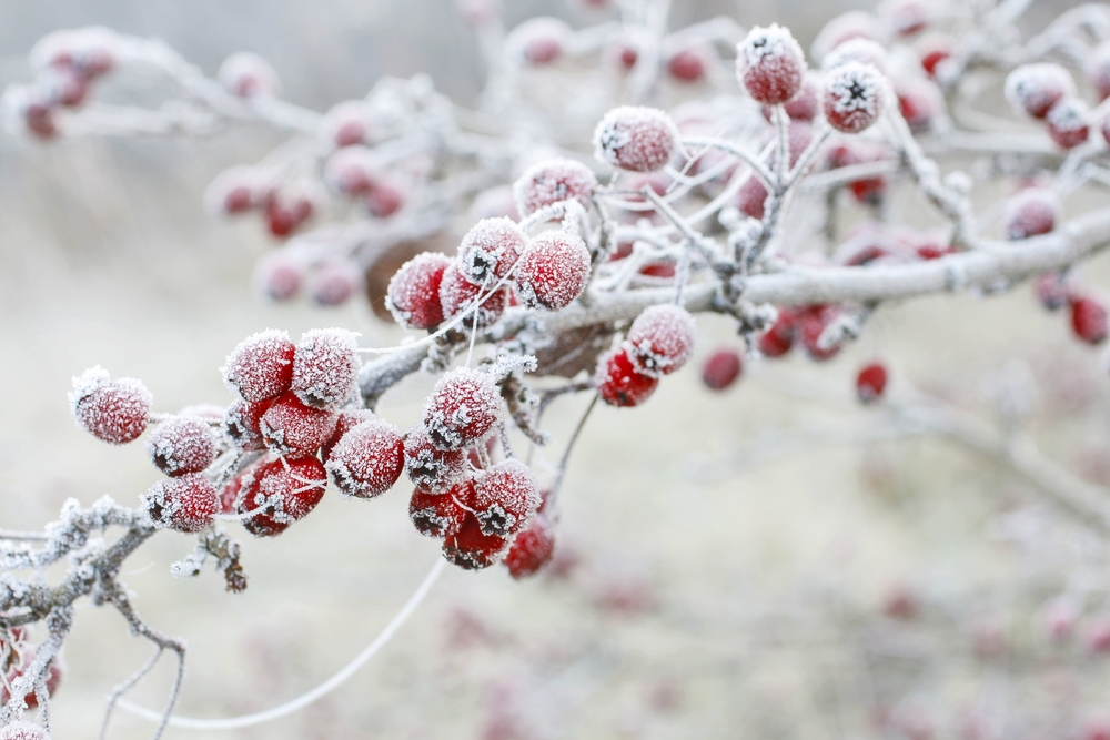 protecting garden from frost