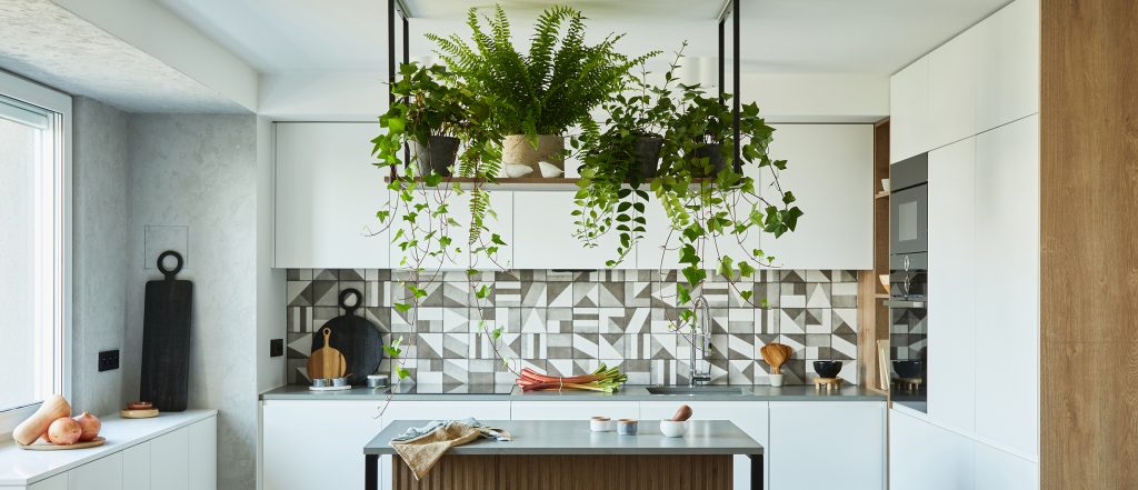 plants for your kitchen