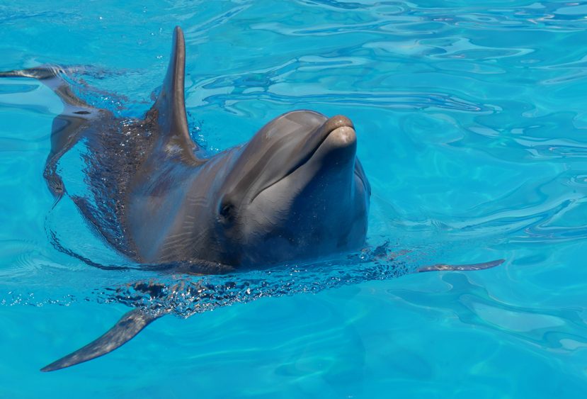 Miami Seaquarium