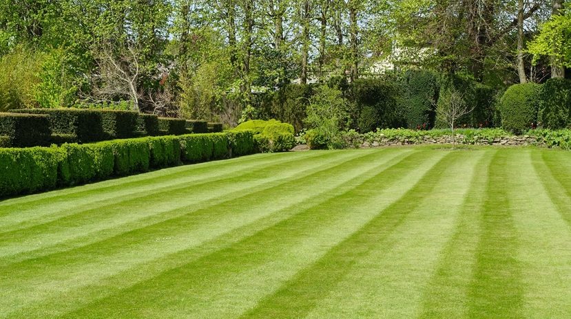 stop your lawn drying out