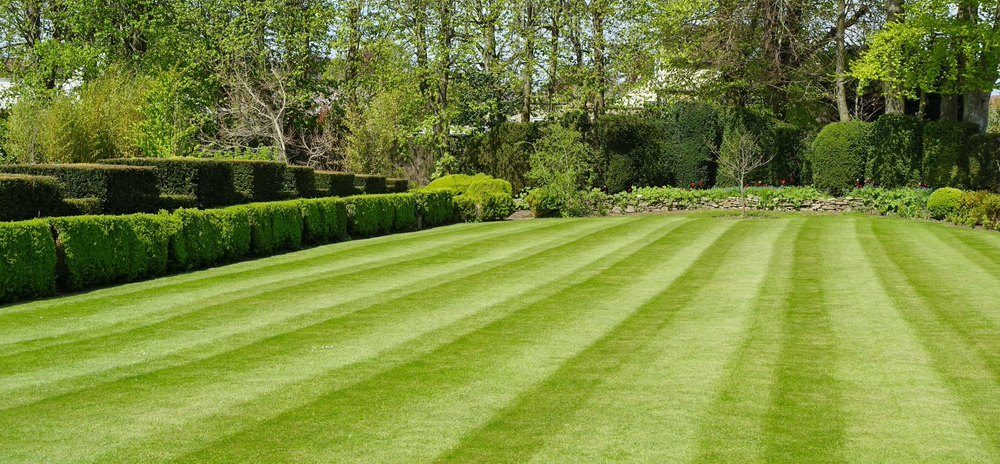 stop your lawn drying out