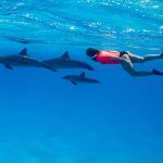Swim with Dolphins in Grand Cayman