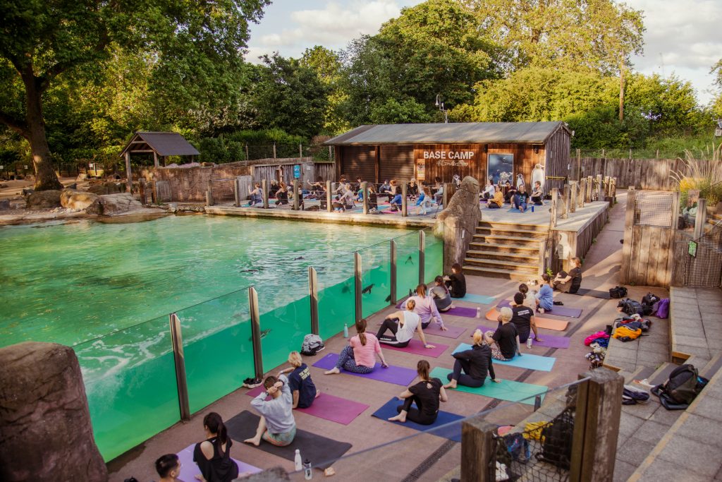 Yoga at the London Zoo