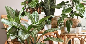 toxic houseplants