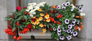 Small Space Gardening Tips