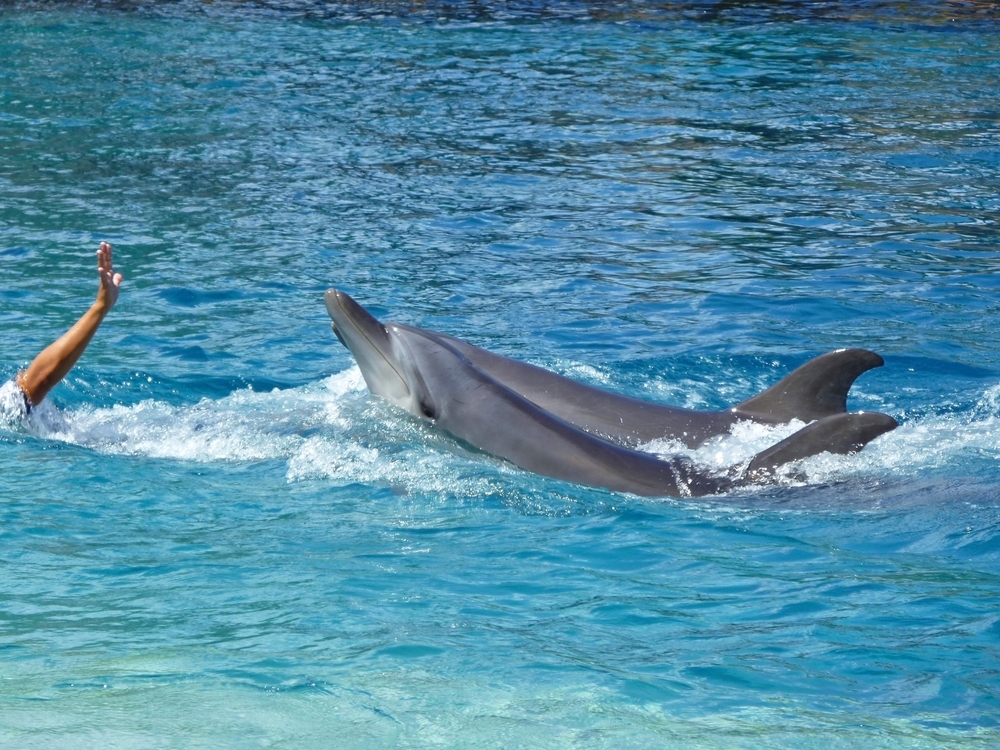 swim with dolphins