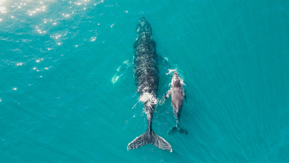 swim with dolphins