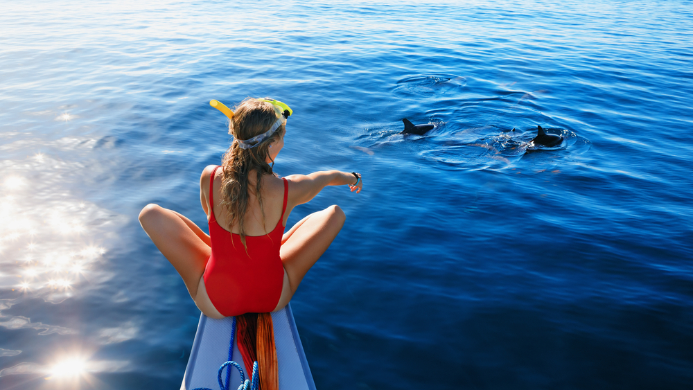 swim with dolphins