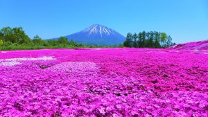 Niseko japan