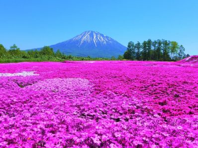 Niseko japan