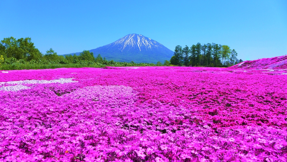 Niseko japan