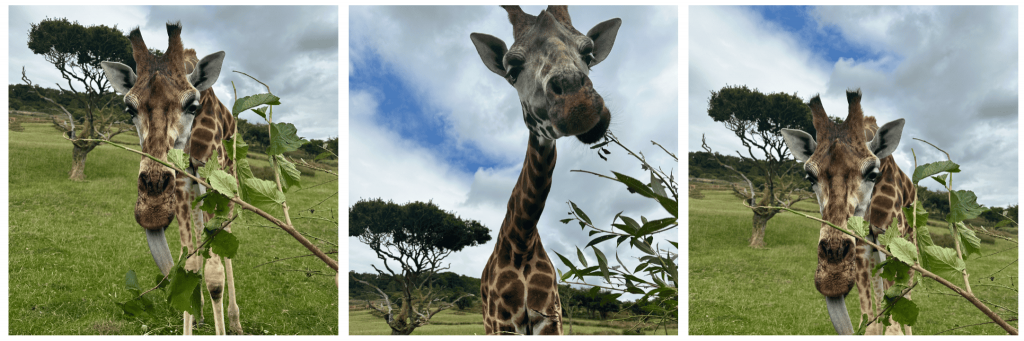 Giraffe Experience at Port Lympne Safari Park