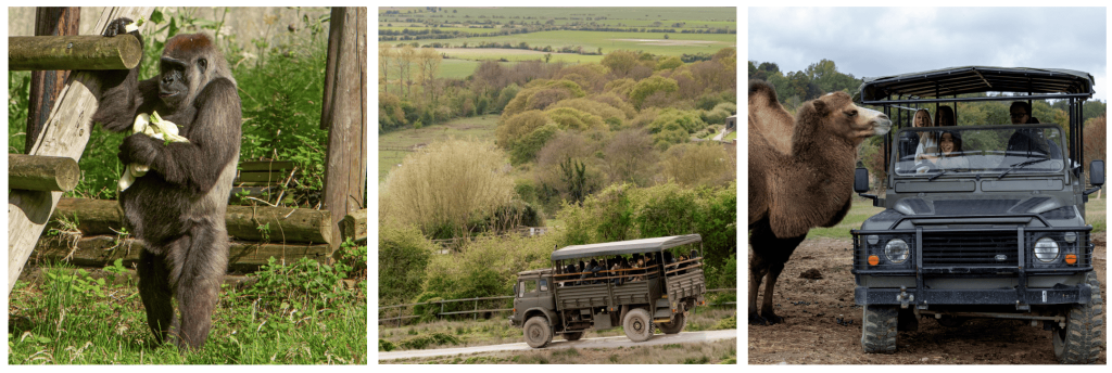 Giraffe Experience at Port Lympne Safari Park