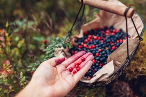 plants to forage in the uk