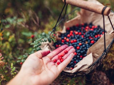 plants to forage in the uk